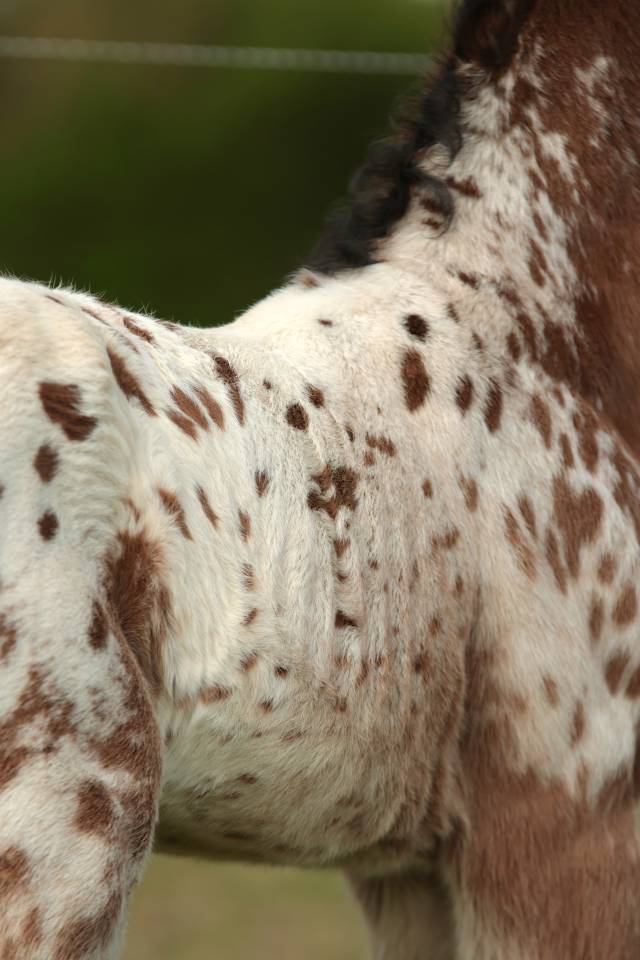 Colt Nez Perce For sale 2026 Appaloosa