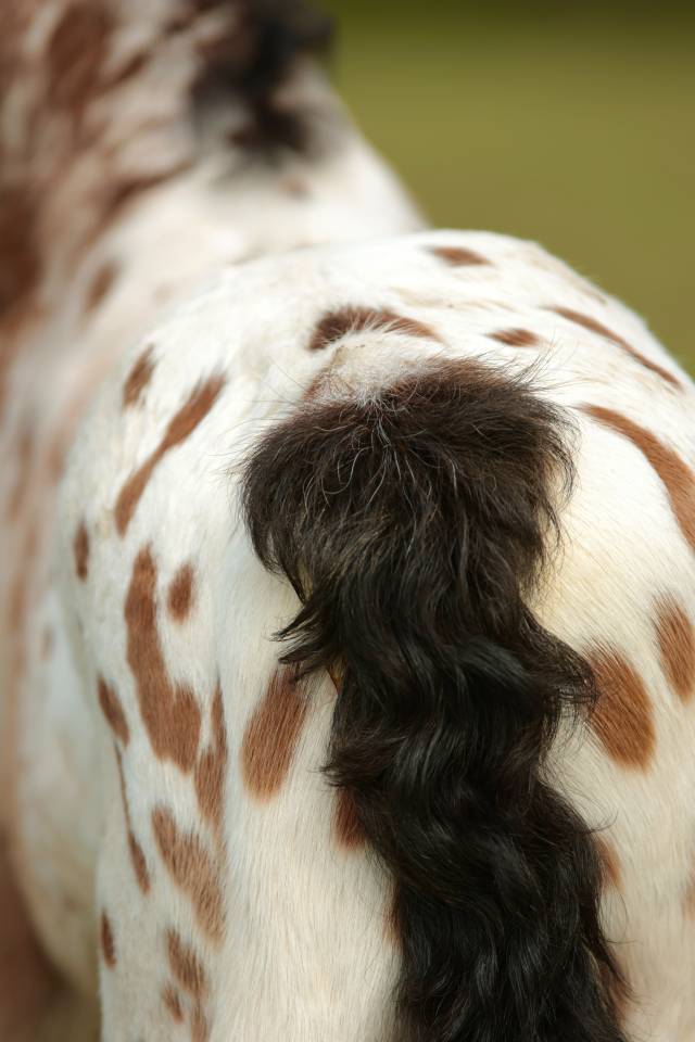 Colt Nez Perce For sale 2026 Appaloosa