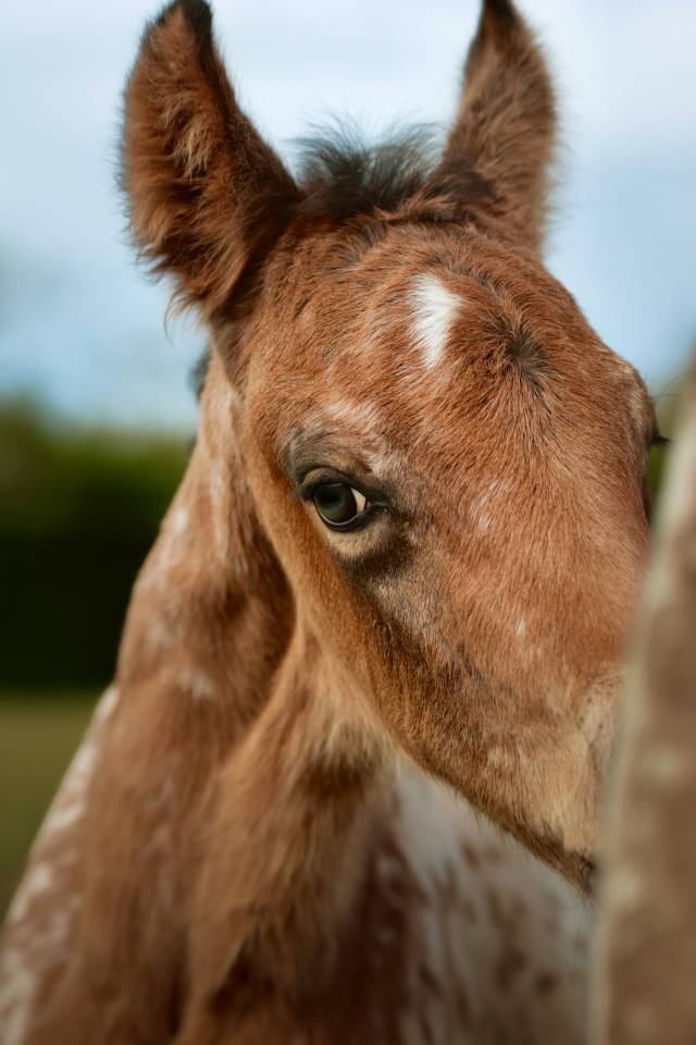 Colt Nez Perce For sale 2026 Appaloosa