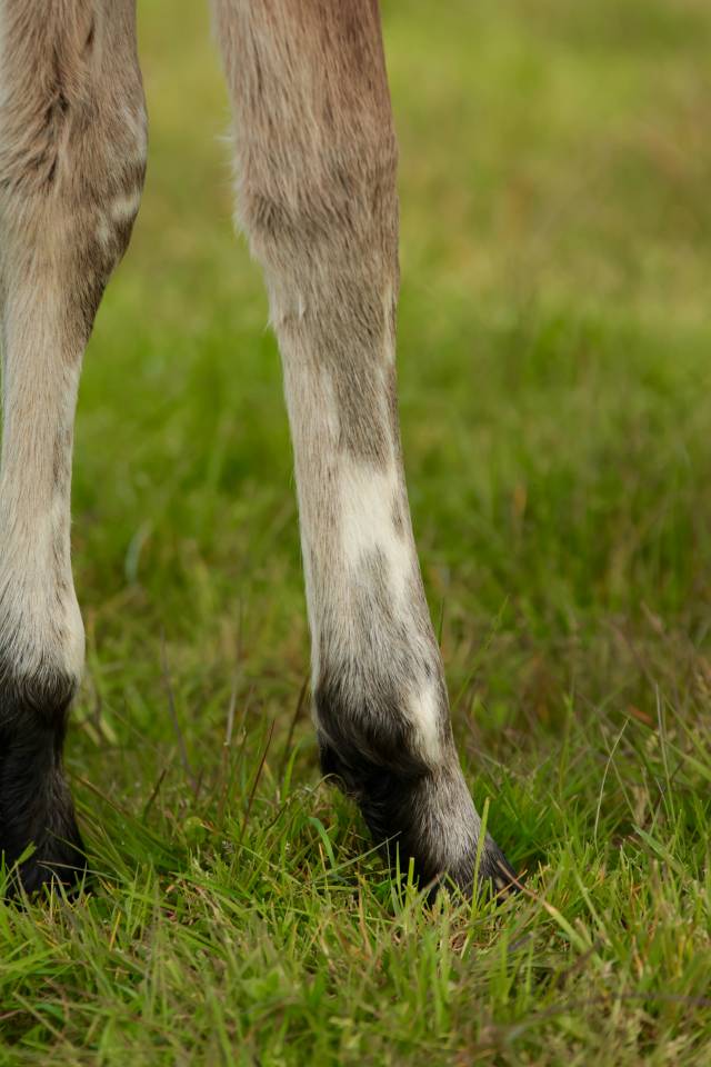 Colt Nez Perce For sale 2026 Appaloosa