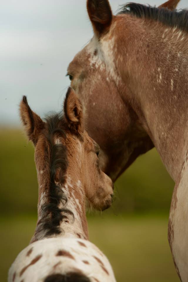 Colt Nez Perce For sale 2026 Appaloosa