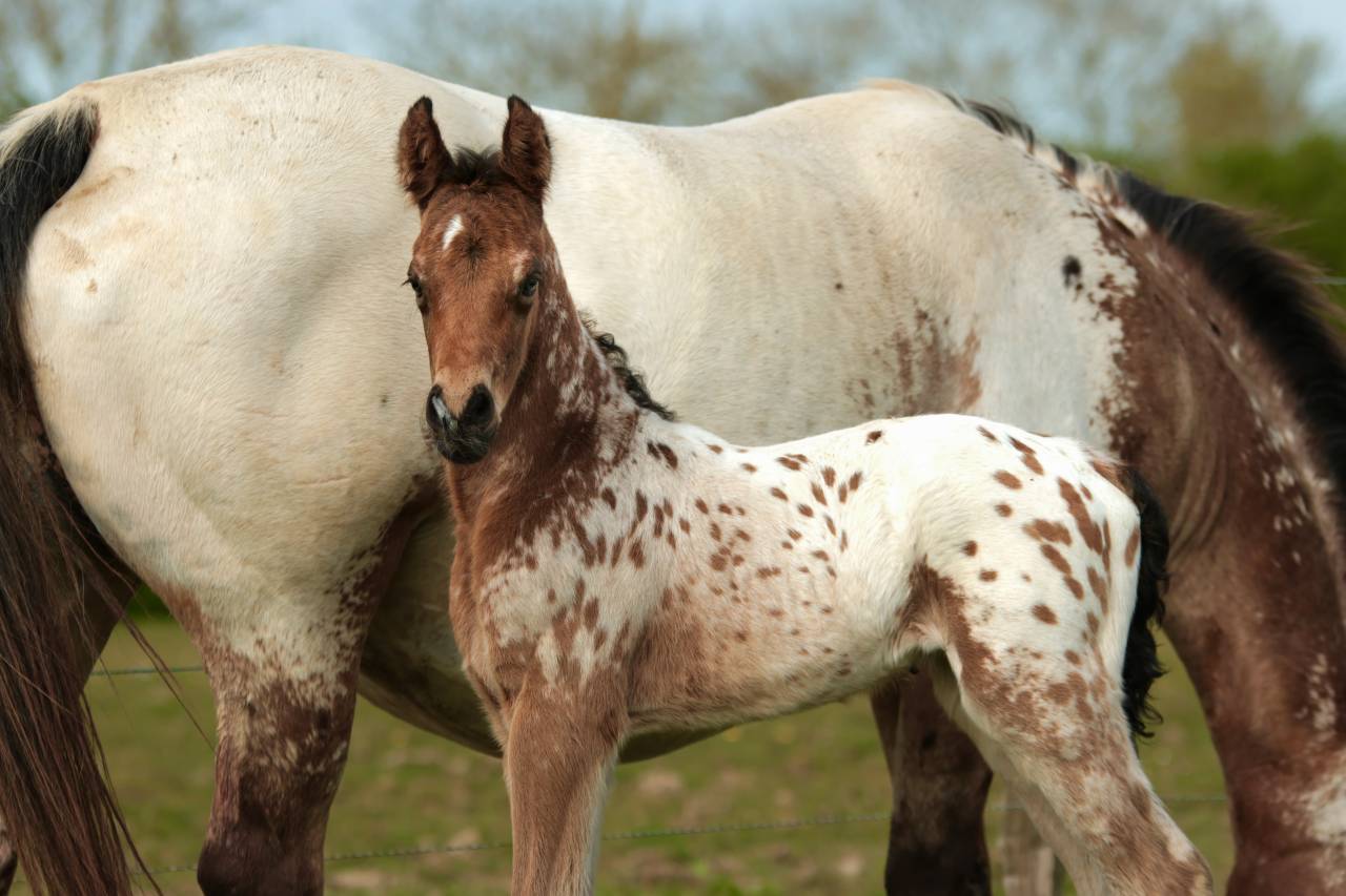 Colt Nez Perce For sale 2026 Appaloosa