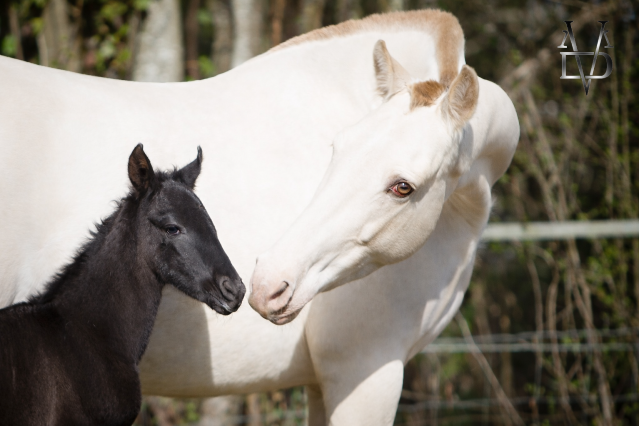 Filly PRE Pure Spanish Bred For sale 2026 Black