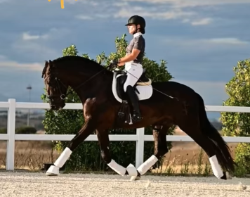 Filly PRE Pure Spanish Bred For sale 2026 Black