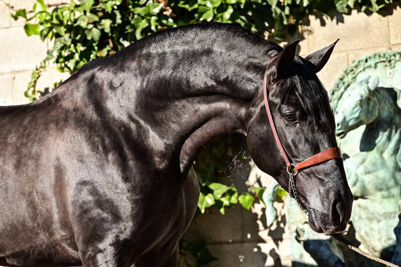 Filly PRE Pure Spanish Bred For sale 2026 Black