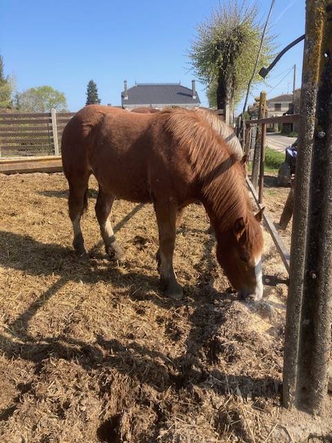 Filly Breton Heavy Draft For sale 2025 Chesnut