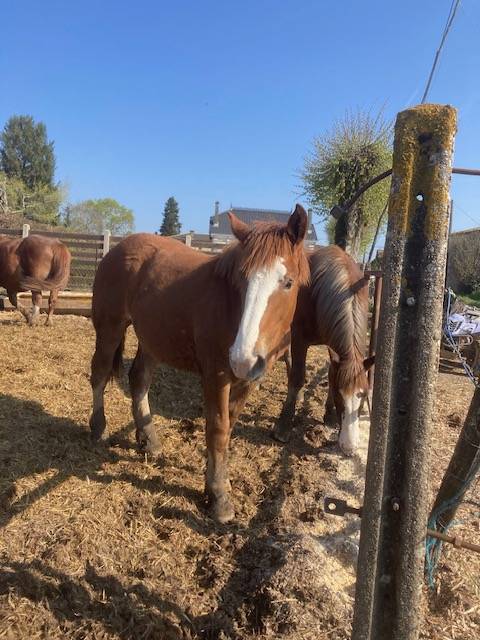 Filly Breton Heavy Draft For sale 2025 Chesnut
