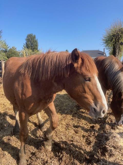 Filly Breton Heavy Draft For sale 2025 Chesnut