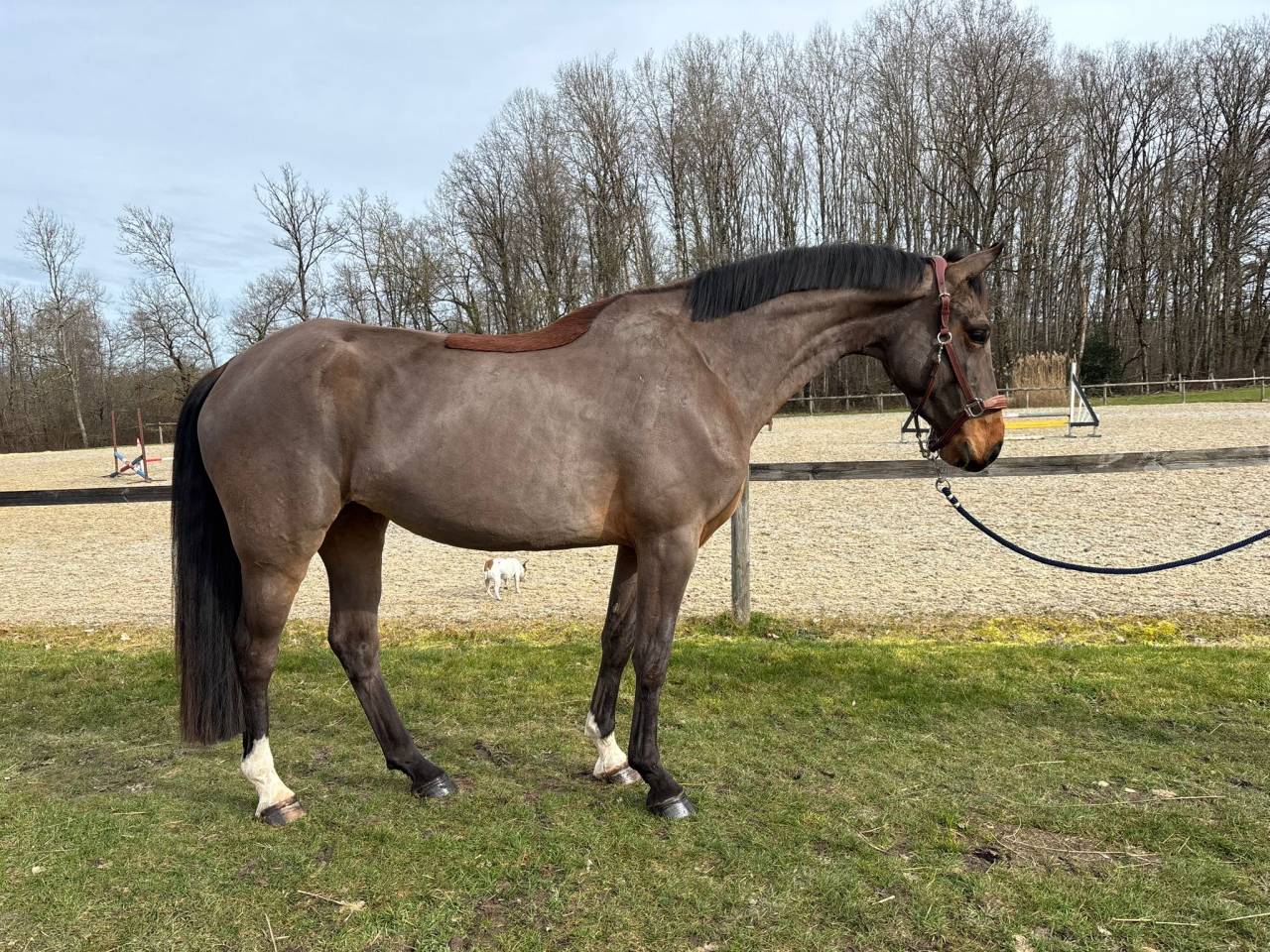 Mare Selle Fran&ccedil;ais For sale 2022 Bay