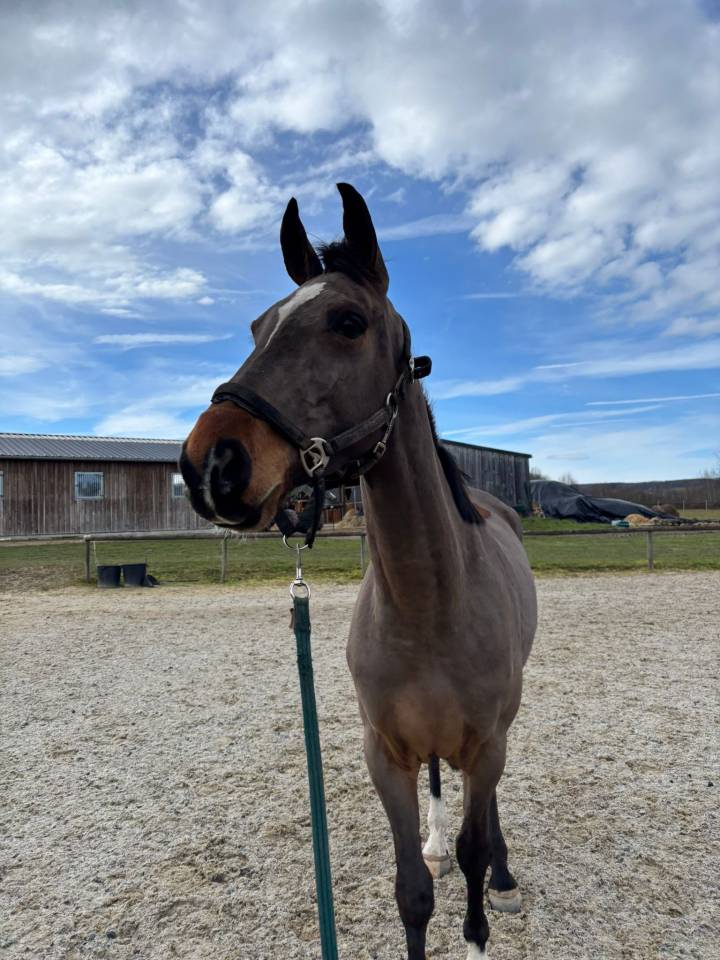 Mare Selle Fran&ccedil;ais For sale 2022 Bay