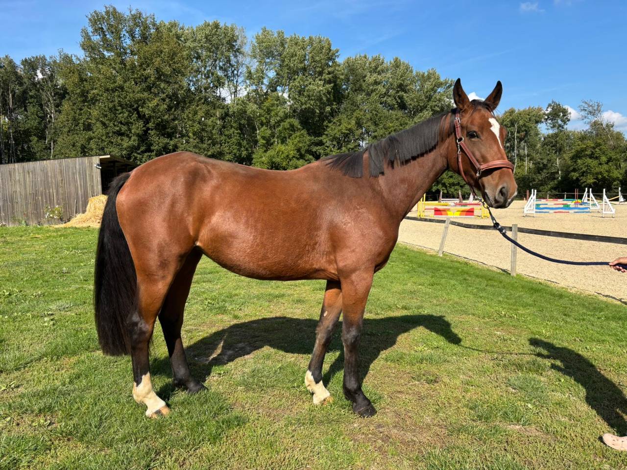 Mare Selle Fran&ccedil;ais For sale 2022 Bay