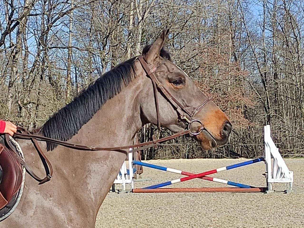 Mare Selle Fran&ccedil;ais For sale 2022 Bay