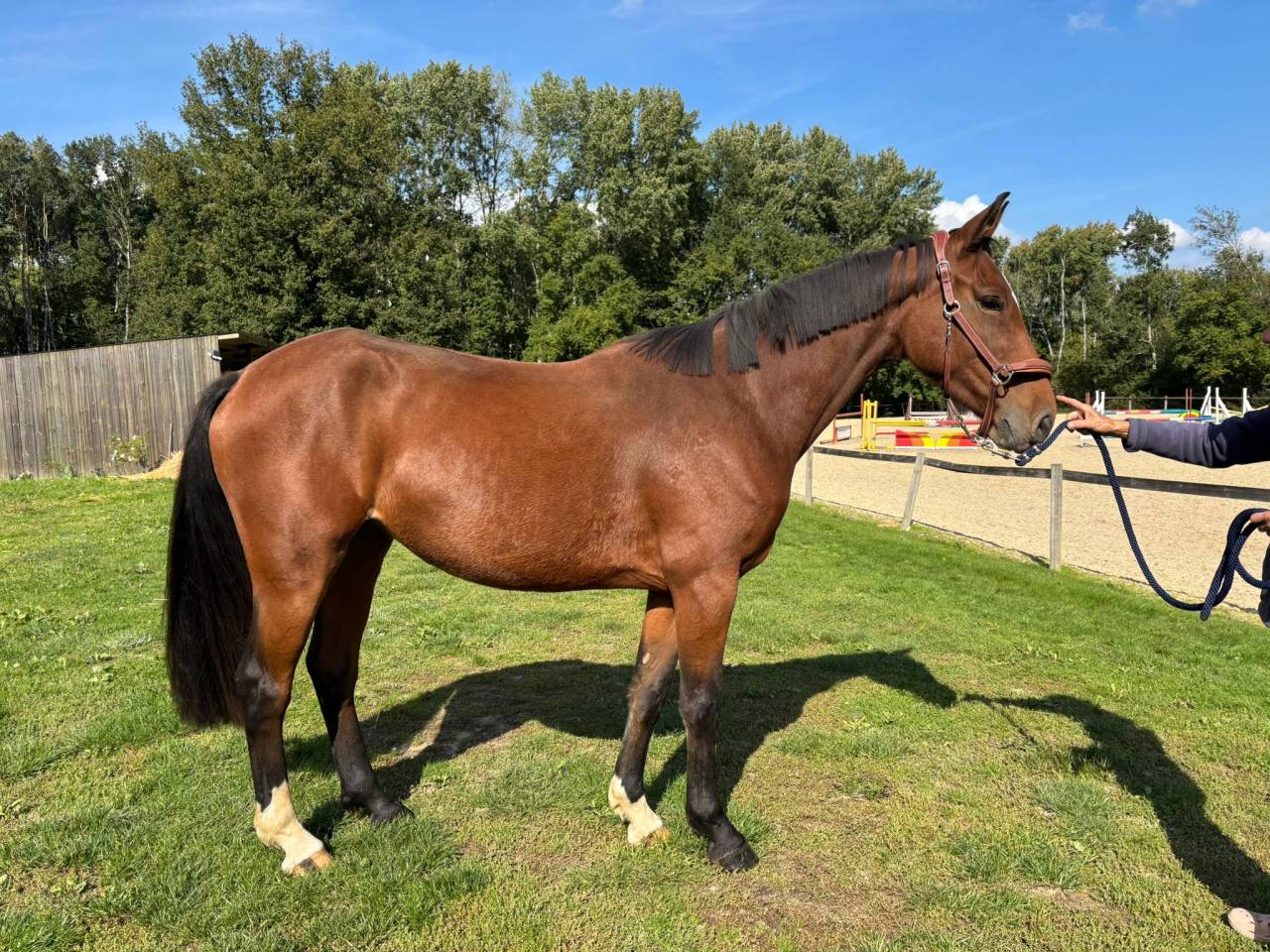 Mare Selle Fran&ccedil;ais For sale 2022 Bay