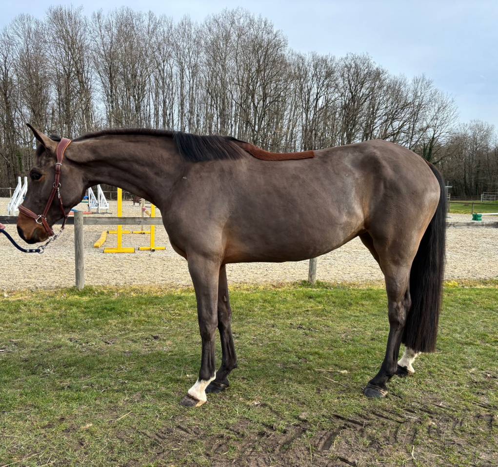 Mare Selle Fran&ccedil;ais For sale 2022 Bay