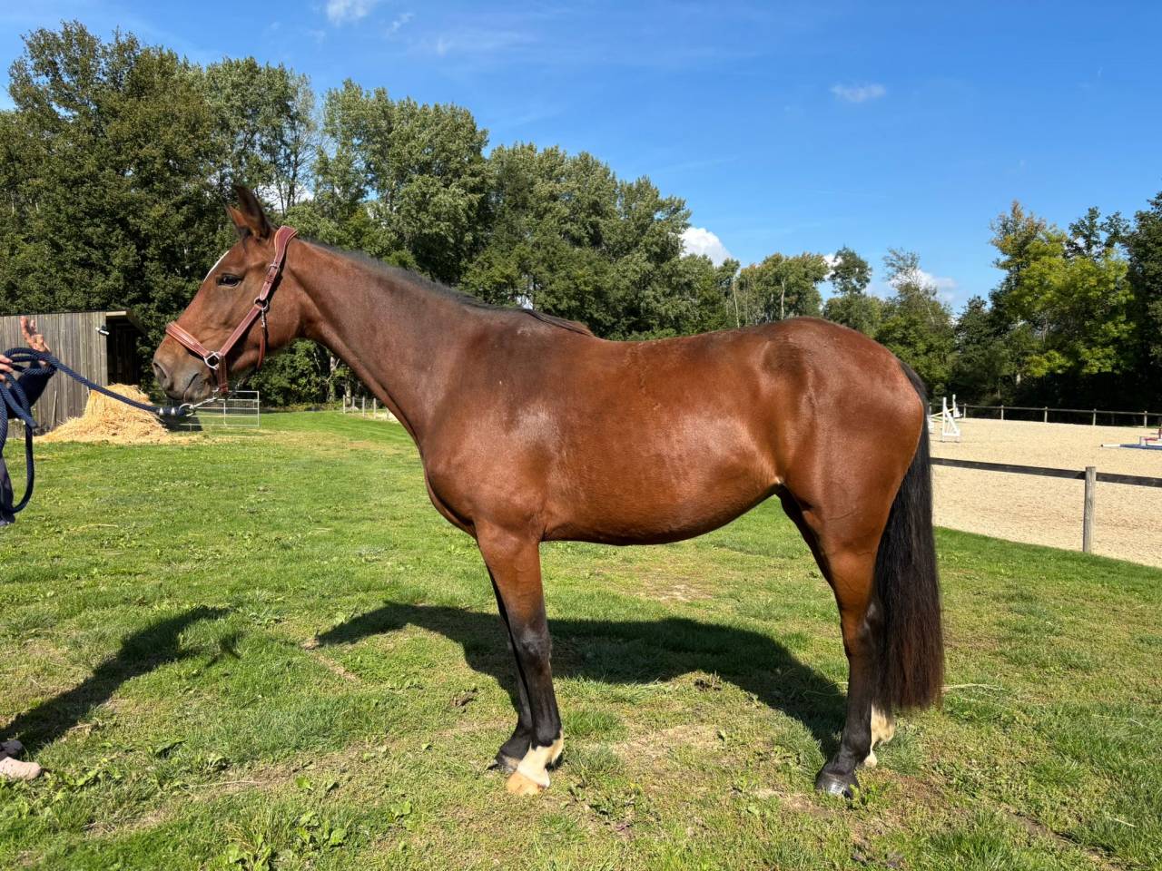 Mare Selle Fran&ccedil;ais For sale 2022 Bay