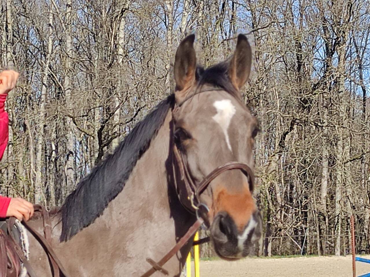 Mare Selle Fran&ccedil;ais For sale 2022 Bay