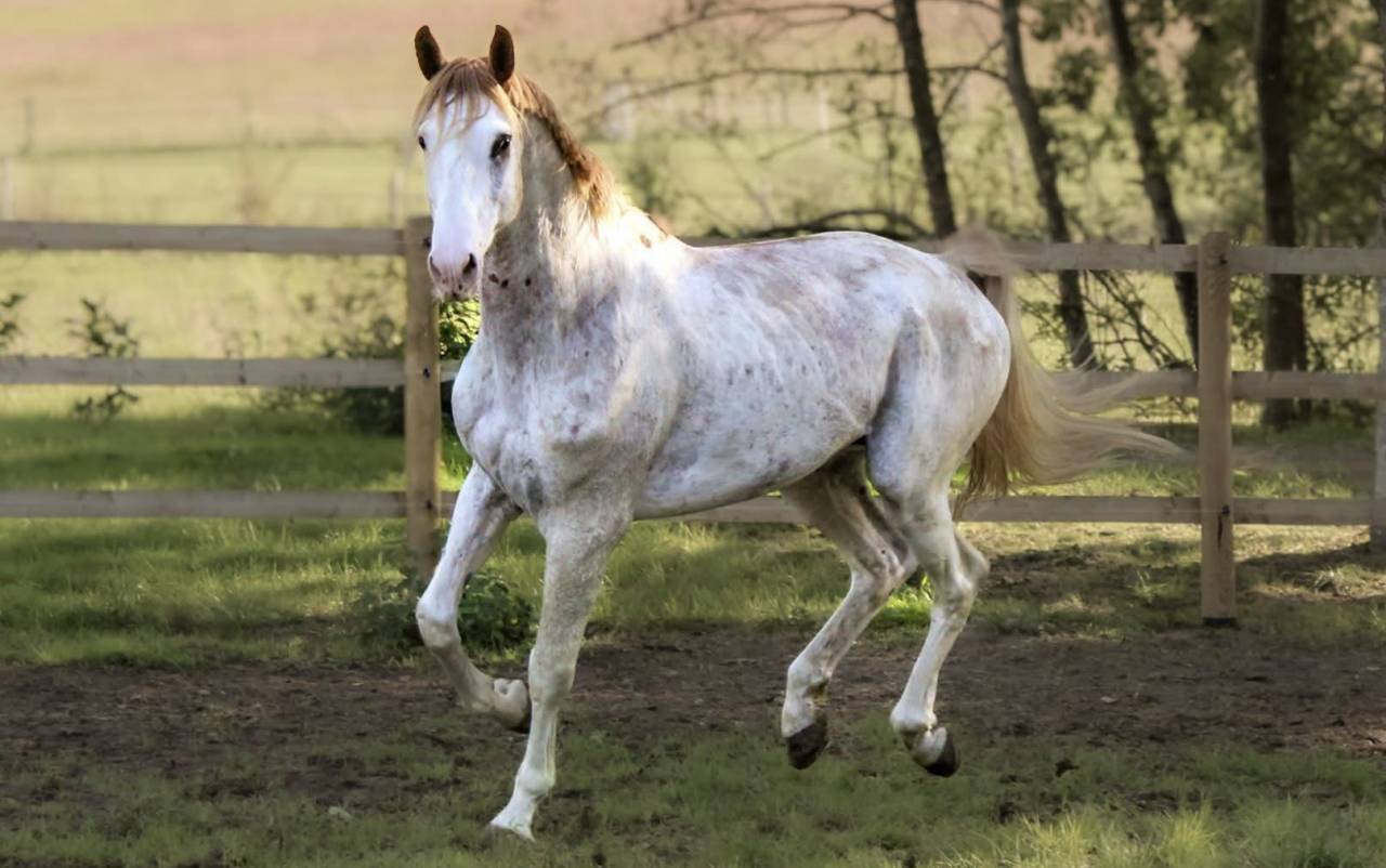Vendeur de R&ecirc;ve JLM Z - Zangersheide 2018