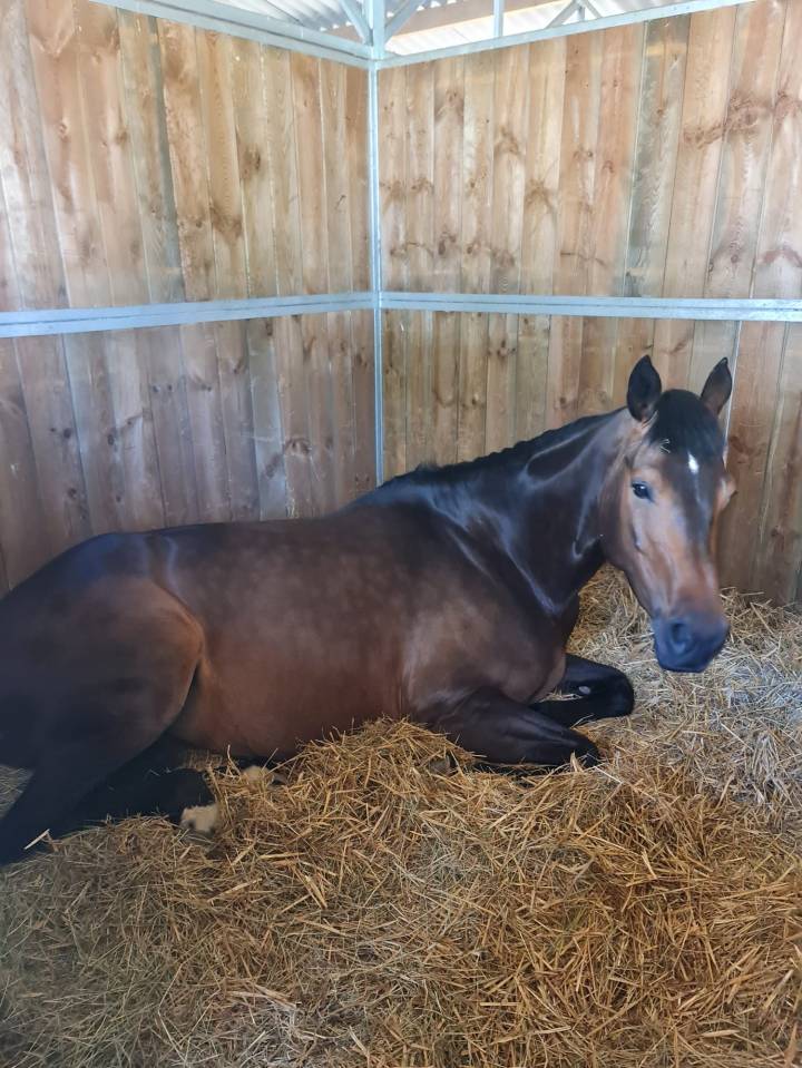 Broodmare Saddle Horse For sale 2016 Bay