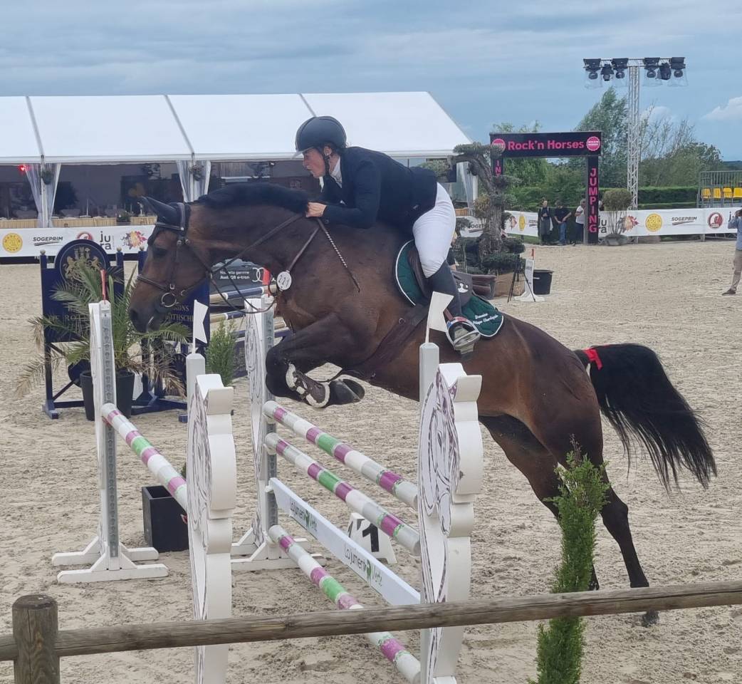 Broodmare Saddle Horse For sale 2016 Bay