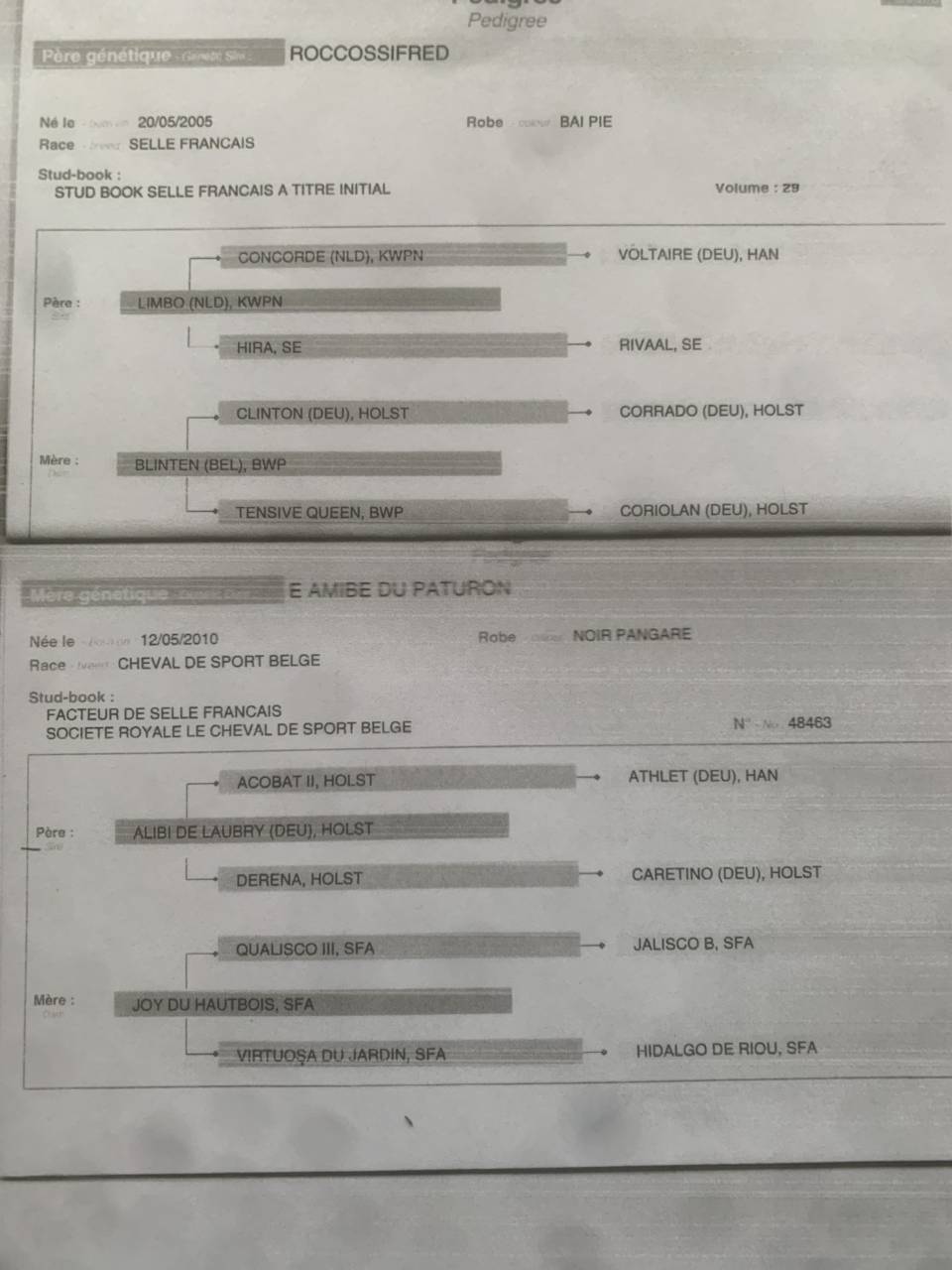 Broodmare Saddle Horse For sale 2016 Bay