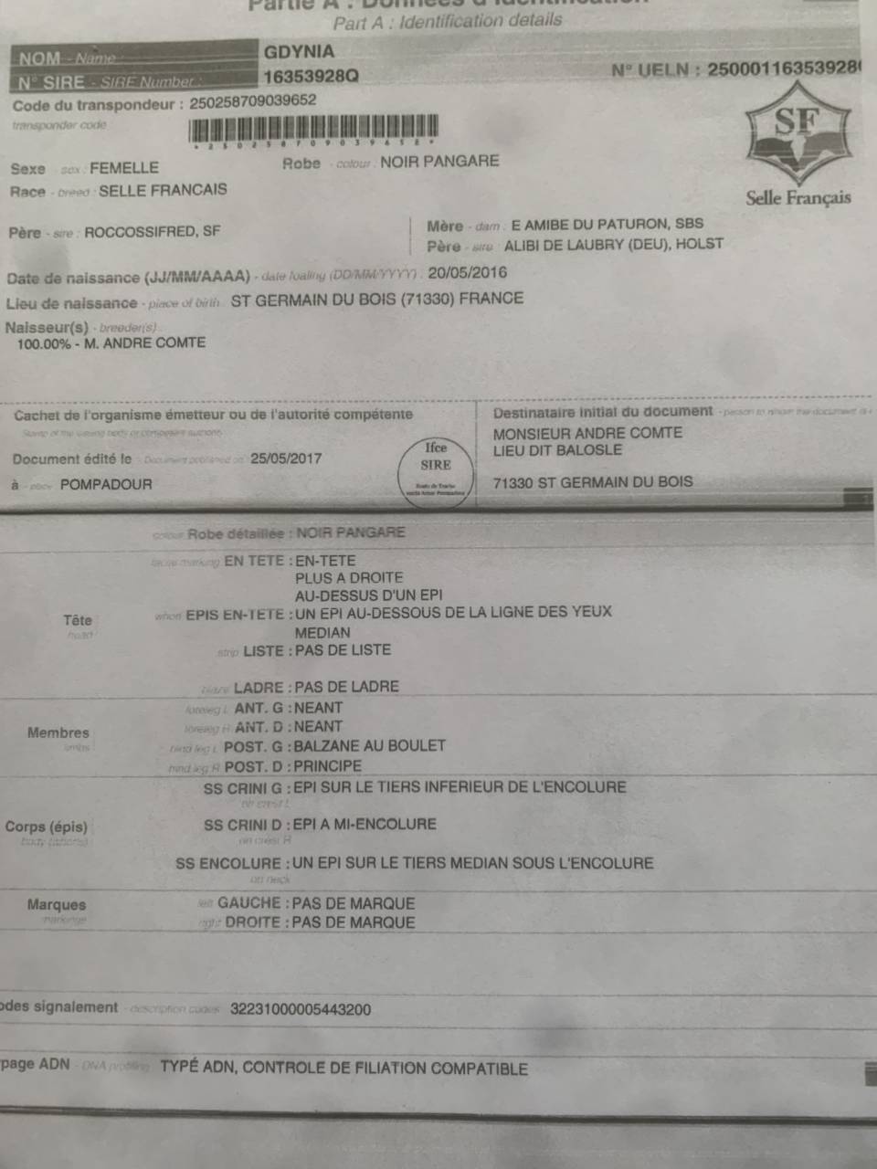 Broodmare Saddle Horse For sale 2016 Bay