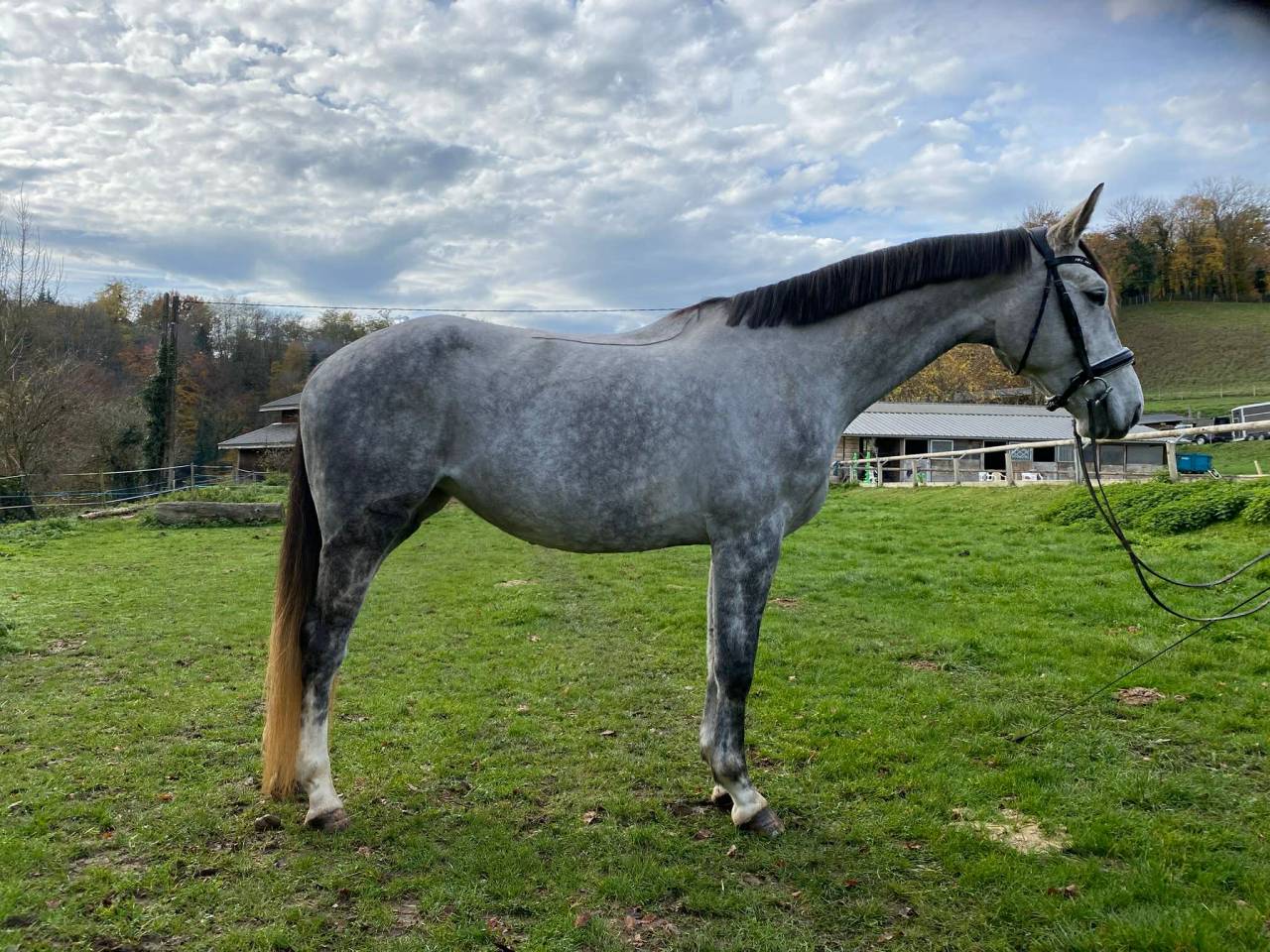 Mare Hanoverian For sale 2021 Grey