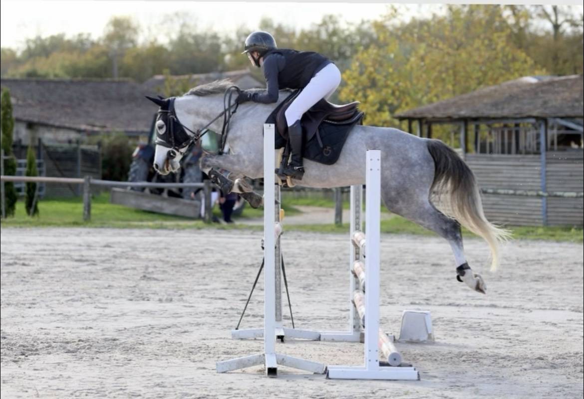 Gelding French Saddle Pony For sale 2020 Grey
