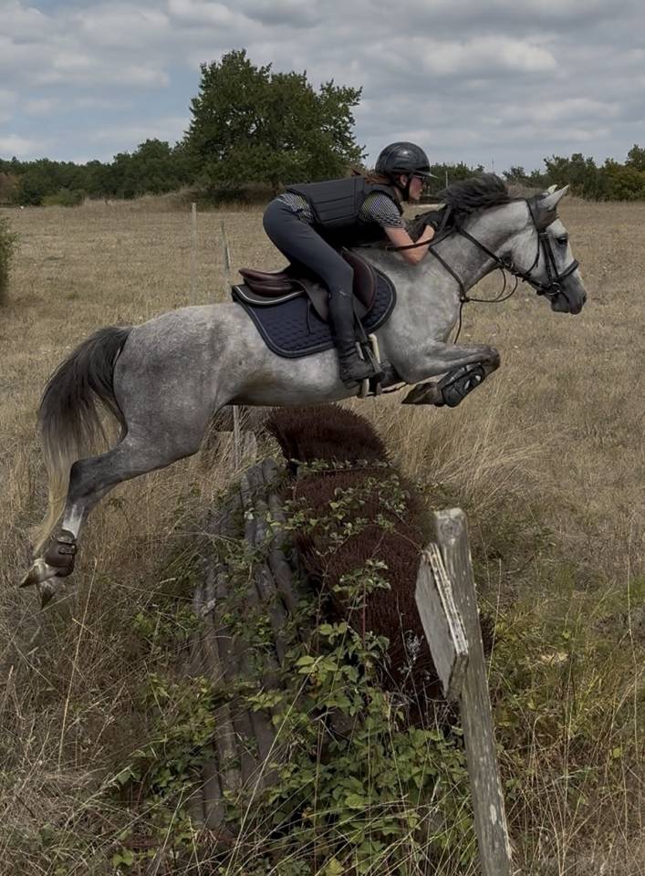 Gelding French Saddle Pony For sale 2020 Grey
