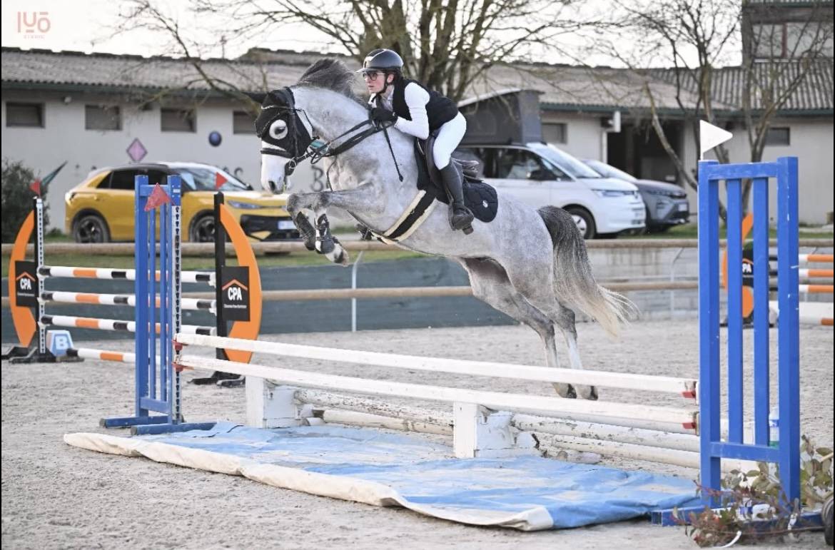 Gelding French Saddle Pony For sale 2020 Grey