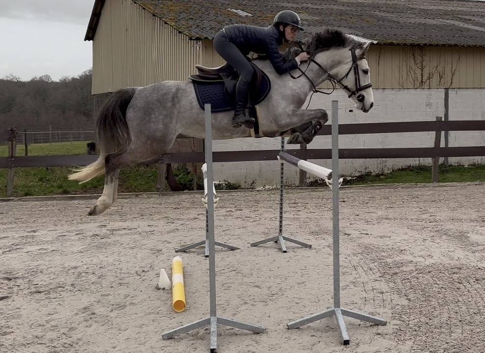 Gelding French Saddle Pony For sale 2020 Grey