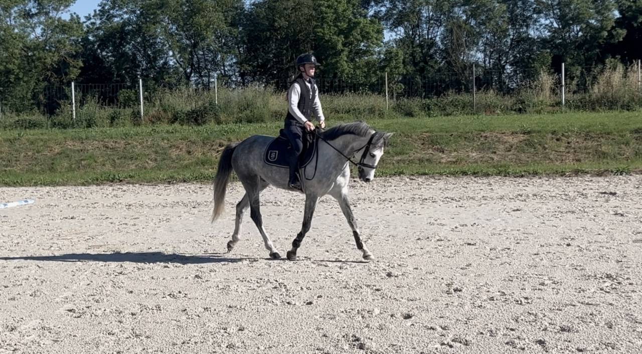 Gelding French Saddle Pony For sale 2020 Grey
