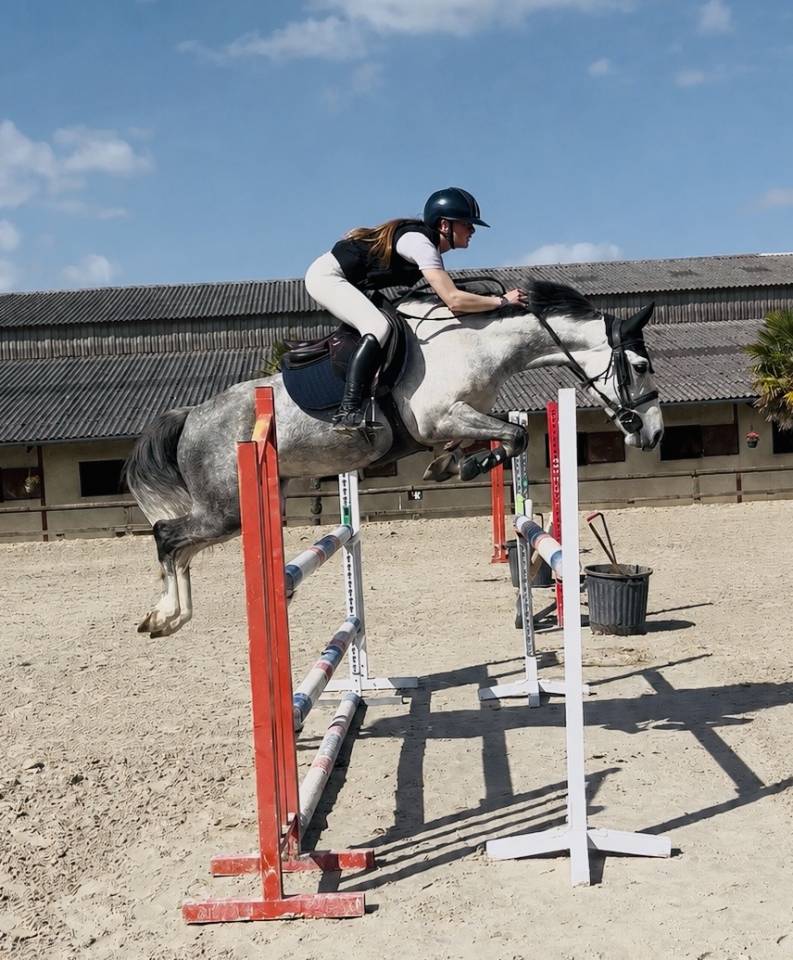 Gelding French Saddle Pony For sale 2020 Grey