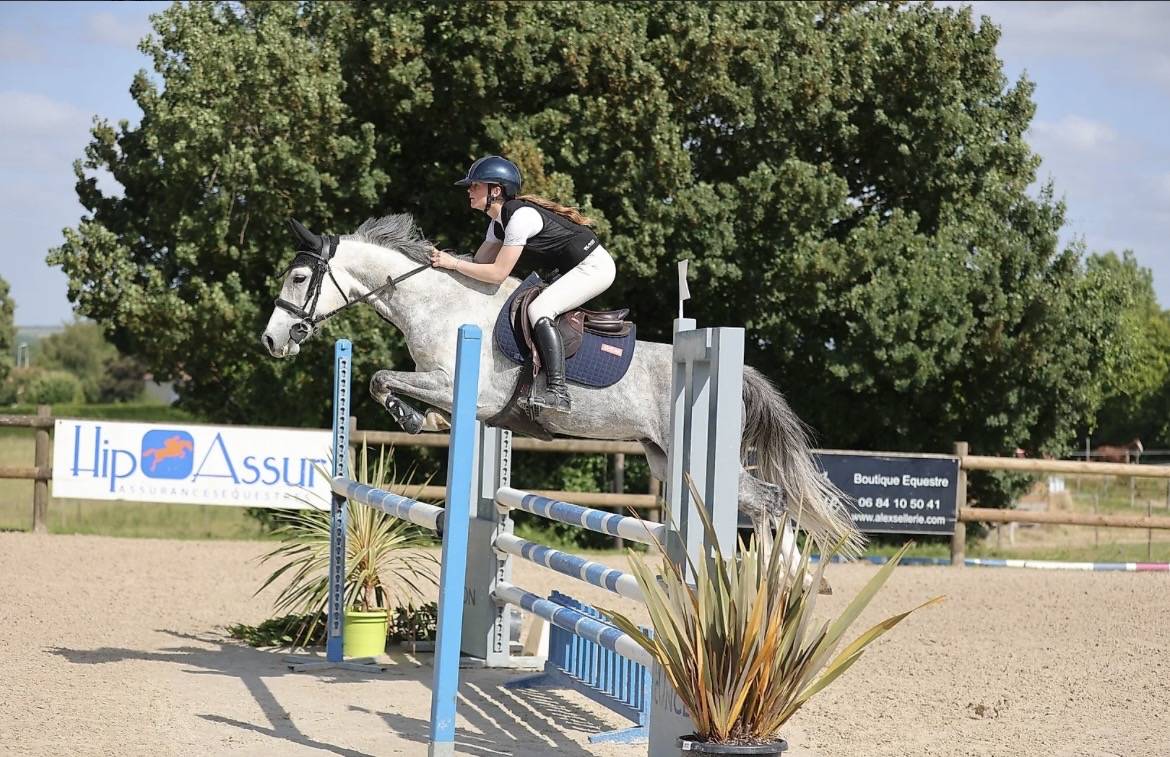 Gelding French Saddle Pony For sale 2020 Grey