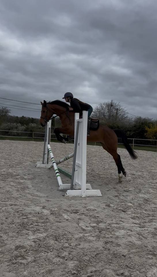 Mare Selle Fran&ccedil;ais For sale 2021 Bay