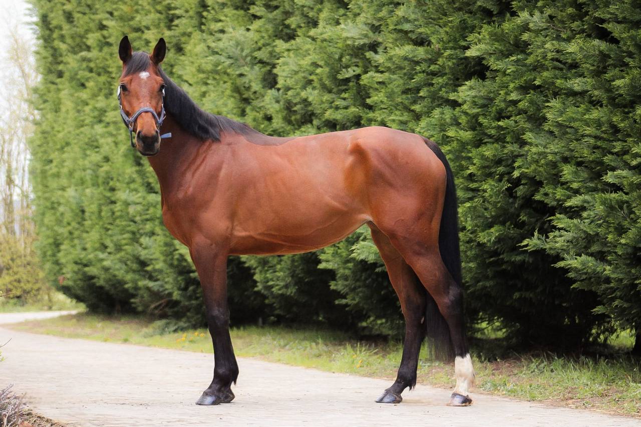 Mare Selle Fran&ccedil;ais For sale 2021 Bay