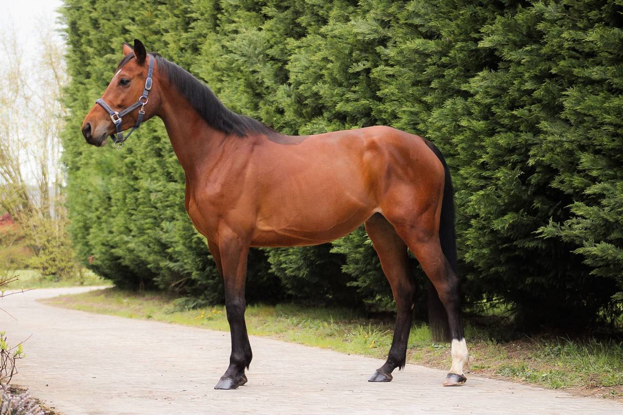 Mare Selle Fran&ccedil;ais For sale 2021 Bay