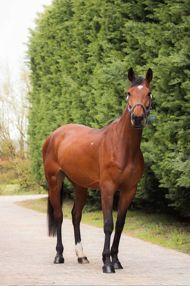 Mare Selle Fran&ccedil;ais For sale 2021 Bay