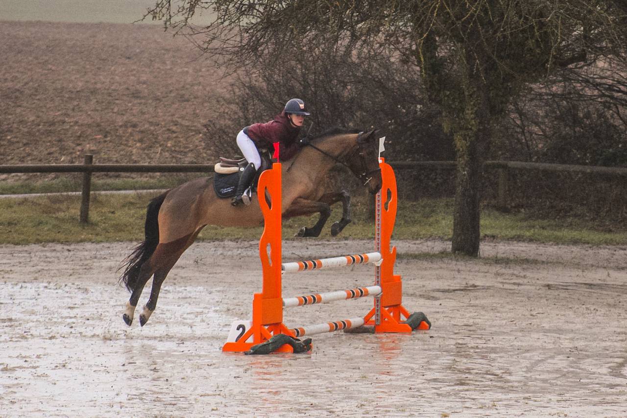 Mare Selle Fran&ccedil;ais For sale 2021 Bay