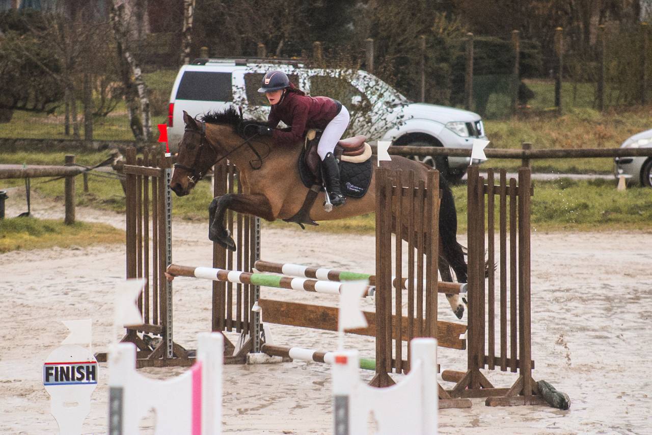 Mare Selle Fran&ccedil;ais For sale 2021 Bay