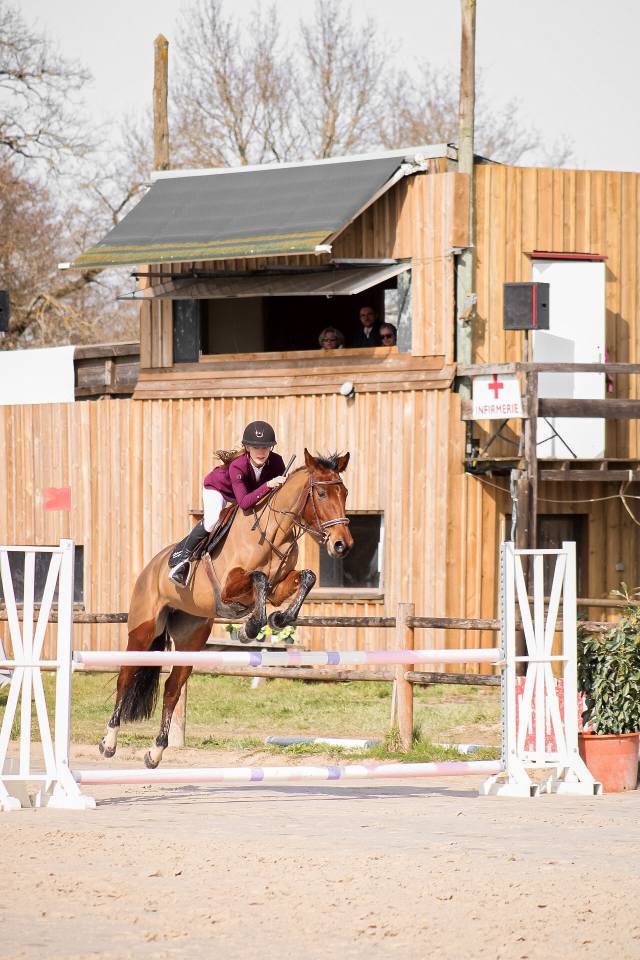 Mare Selle Fran&ccedil;ais For sale 2021 Bay