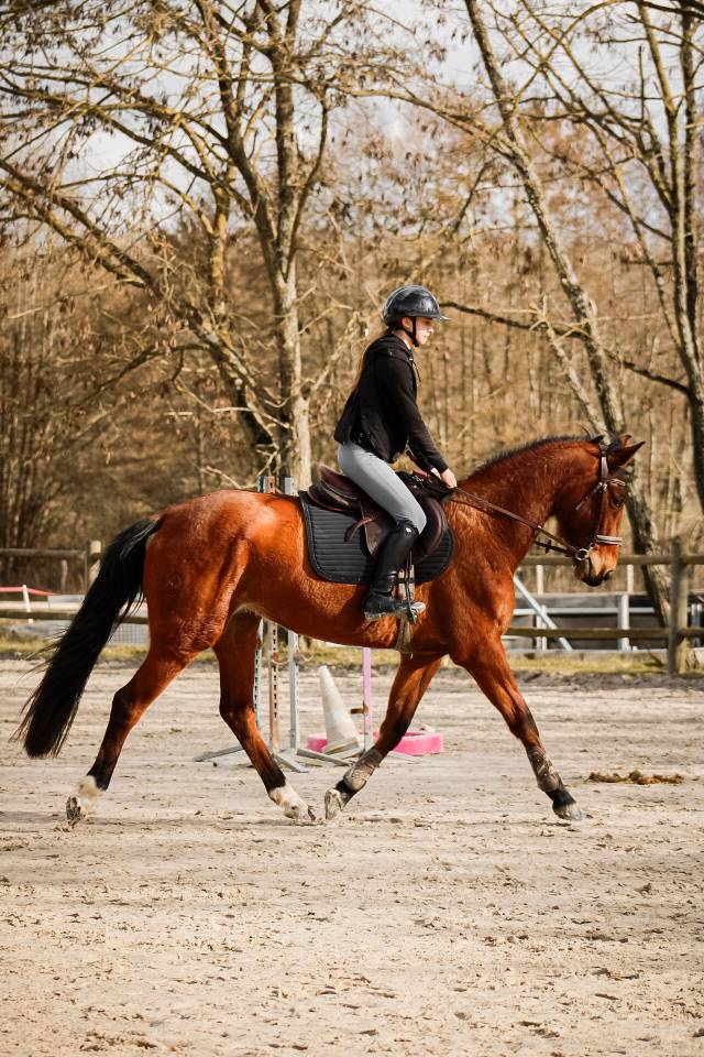 Mare Selle Fran&ccedil;ais For sale 2021 Bay