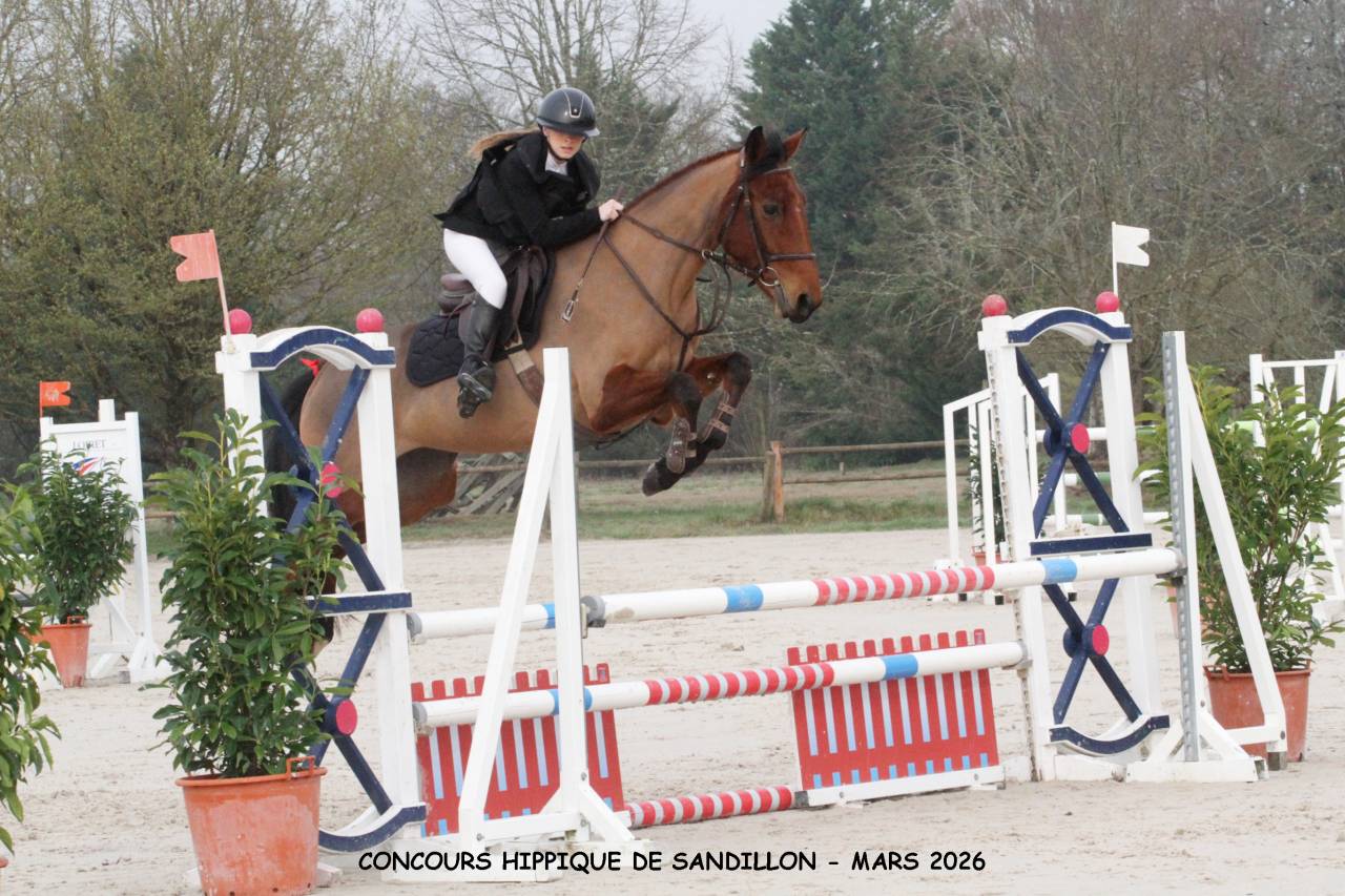 Mare Selle Fran&ccedil;ais For sale 2021 Bay