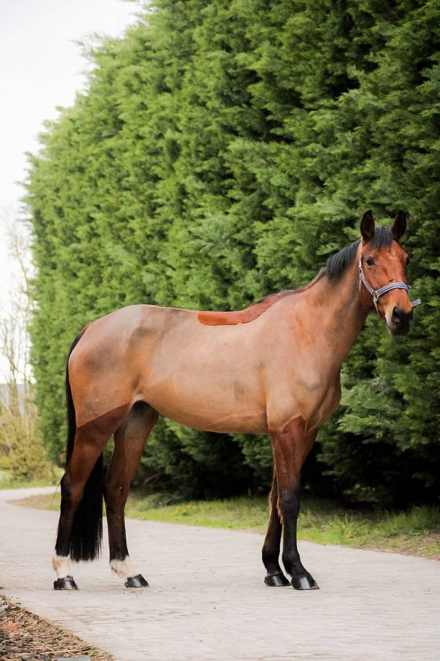 Mare Selle Fran&ccedil;ais For sale 2021 Bay