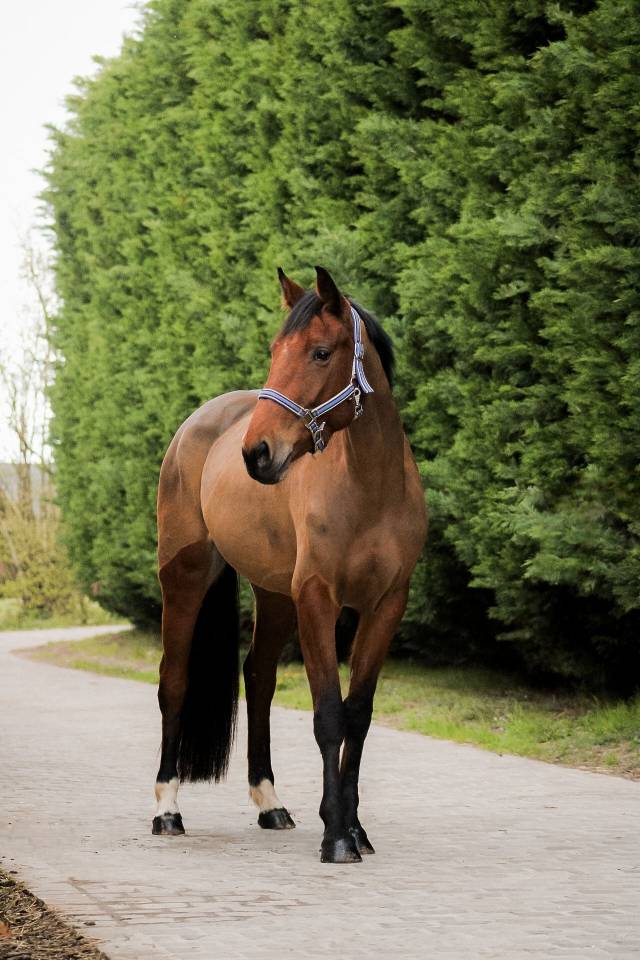 Mare Selle Fran&ccedil;ais For sale 2021 Bay