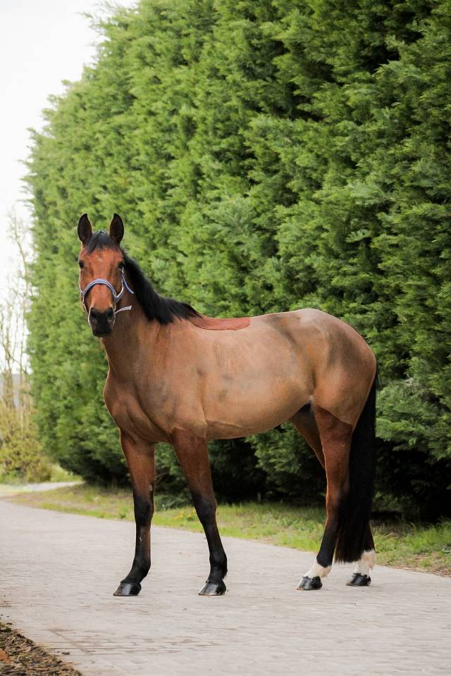 Mare Selle Fran&ccedil;ais For sale 2021 Bay