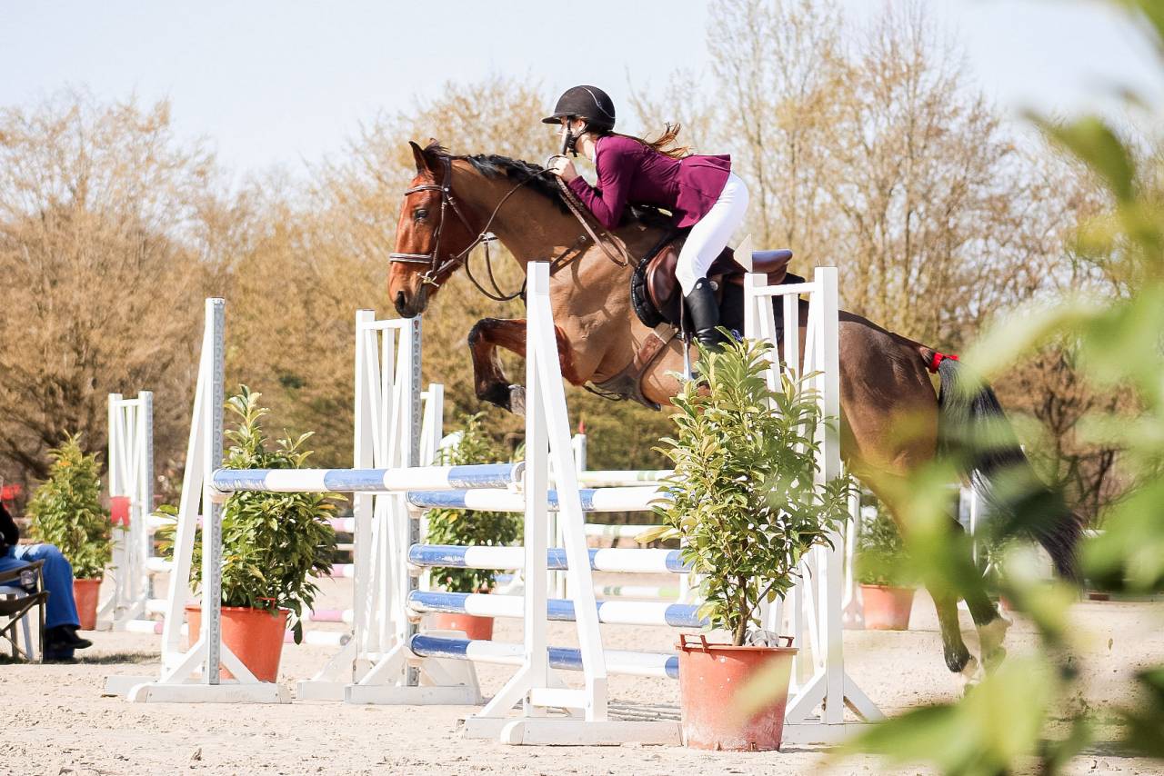 Mare Selle Fran&ccedil;ais For sale 2021 Bay