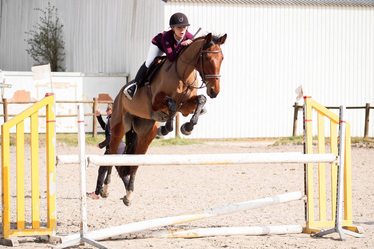 Mare Selle Fran&ccedil;ais For sale 2021 Bay