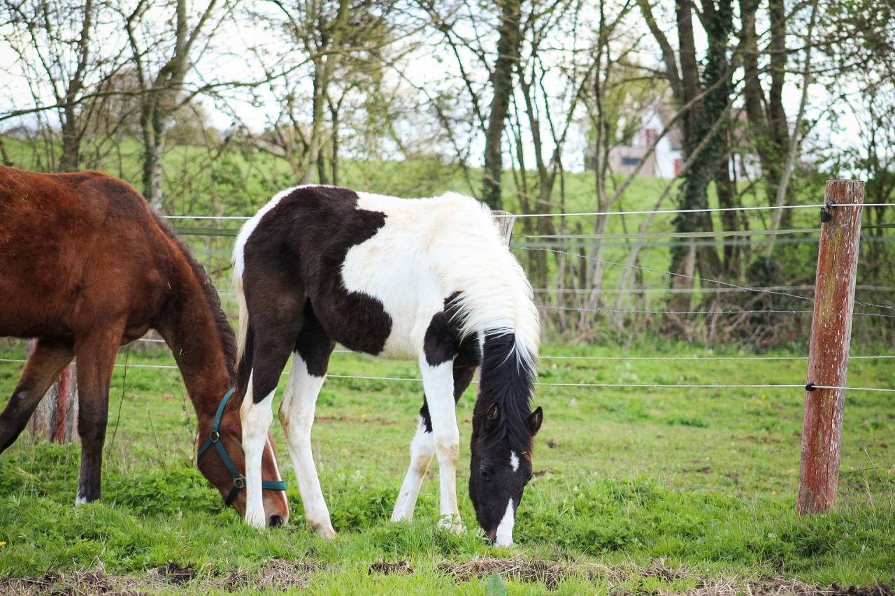 Colt Origin Recorded For sale 2025 Coloured