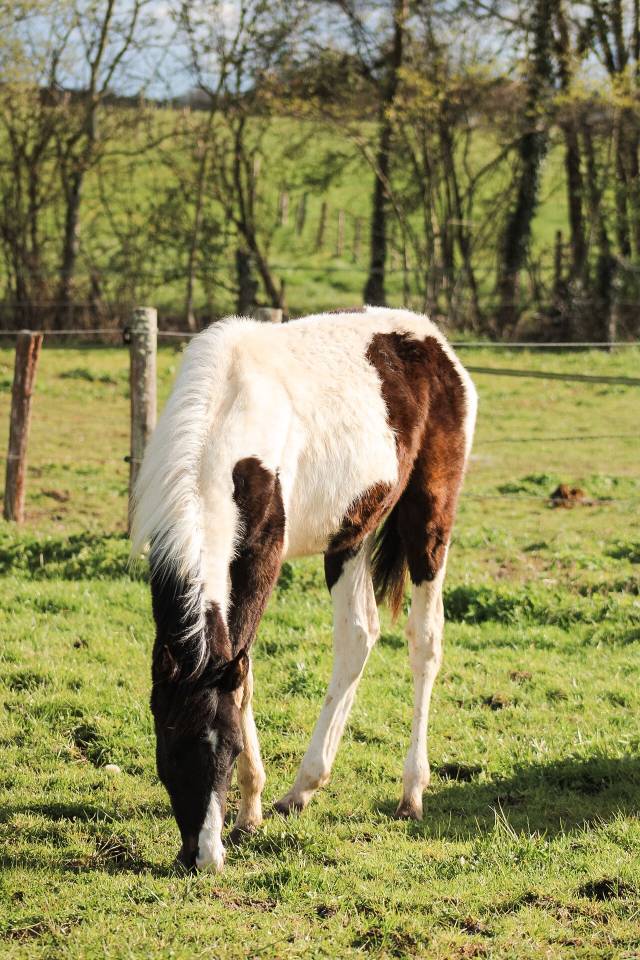 Colt Origin Recorded For sale 2025 Coloured