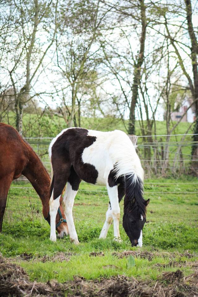 Colt Origin Recorded For sale 2025 Coloured